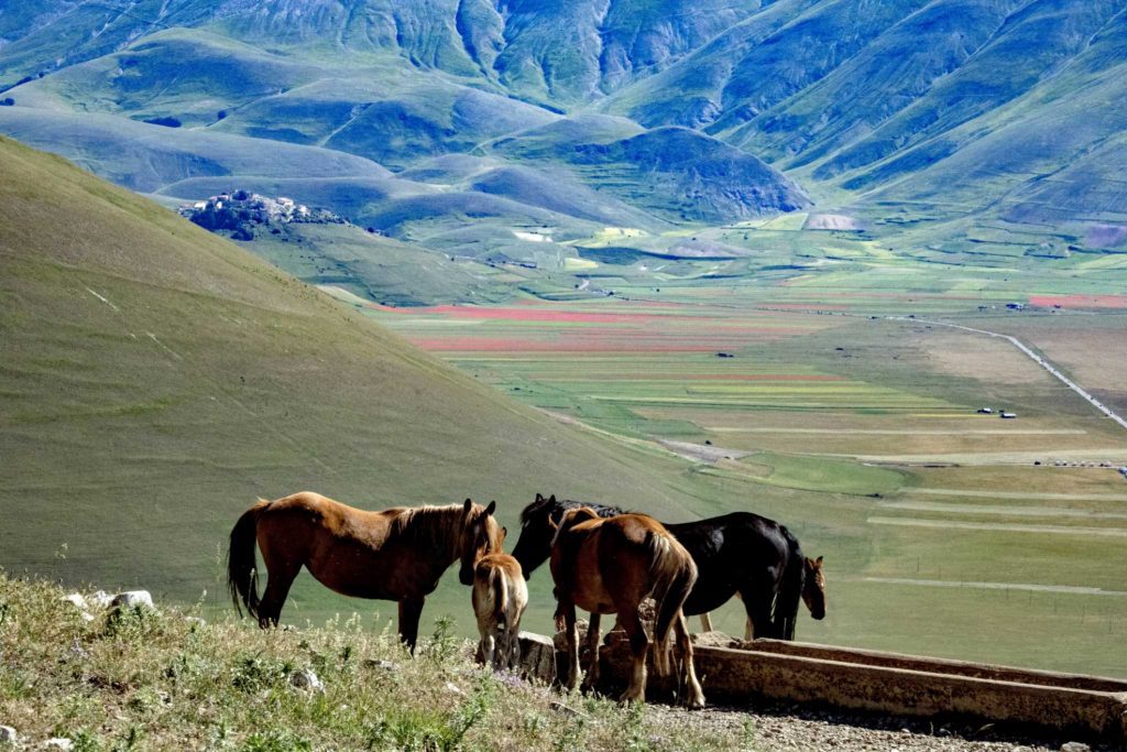 cavalli e piangrande ed escursioni a cavallo con gli itinerari trekking