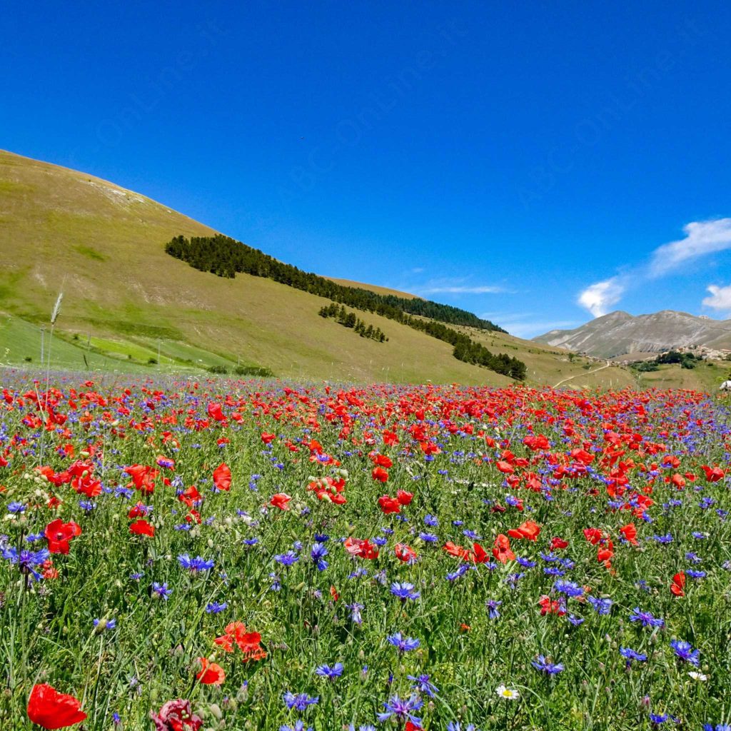 fioritura rossa blu castelluccio norcia italia panorama per le tue vacanze in valnerina