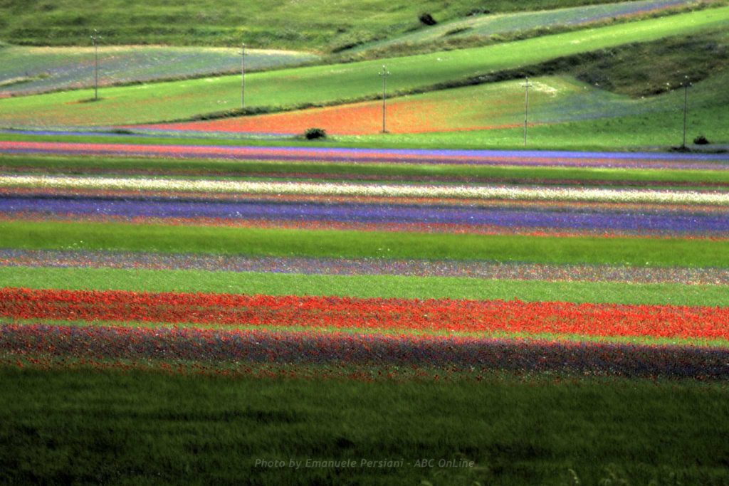 FOTO FIORITURA COLORI quando visitare la fioritura di Castelluccio di Norcia