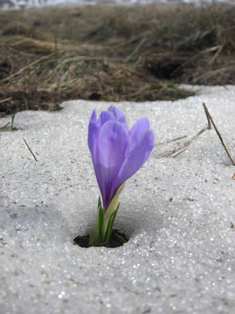 fiore crocus gelo neve la stanza delle pastocchie