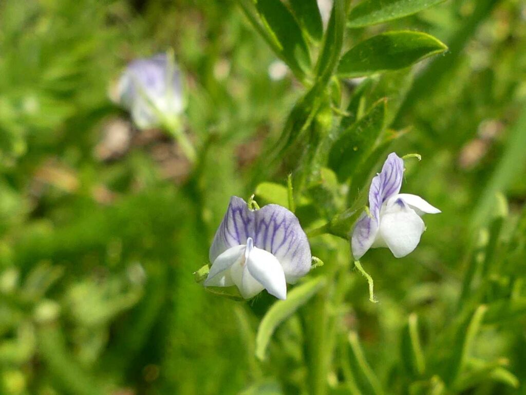 fiore lenticchia castelluccio la stanza delle pastocchie